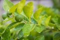 Green lemon growing on the lemon tree.